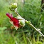 Scrophularia lucida Flower