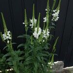 Physostegia virginiana 花