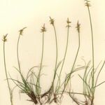 Carex macrostylos Vivejo