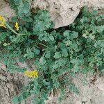 Corydalis aurea Lapas