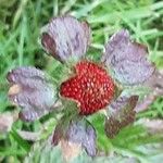 Potentilla indica Fruit