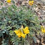 Hippocrepis scorpioides Flower