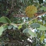 Annona crassiflora Ліст