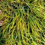 Carex morrowii 葉