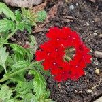 Verbena peruviana Flower