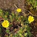 Potentilla brauneana Blomst