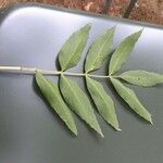 Fraxinus angustifolia Hostoa