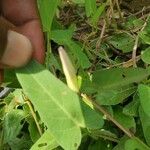 Ipomoea aquatica Leaf