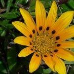 Wyethia angustifolia Flower