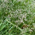 Poa pratensis Delienn