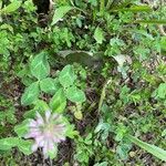 Trifolium pratense Blüte