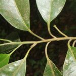 Aspidosperma desmanthum Hoja