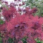 Cotinus coggygria葉