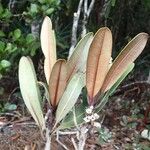 Pycnandra carinocostata Elinympäristö