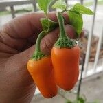 Capsicum chinense Fruto