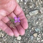 Cleomella serrulata Flower
