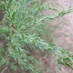 Acacia paradoxa 葉