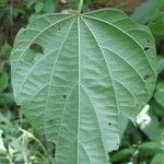 Ayenia catalpifolia Blatt