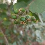 Cordia monoica ഫലം