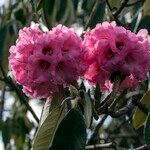 Rhododendron lanigerum Kvet