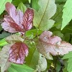 Physocarpus opulifolius List