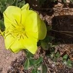 Oenothera drummondii Λουλούδι