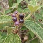 Miconia dependens Fruit