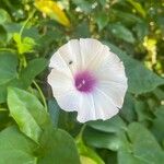 Ipomoea pandurata Blomst