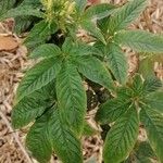 Cleome speciosa Leaf