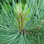 Pinus nigra Φύλλο