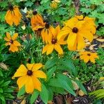 Rudbeckia hirta Tervik taim