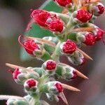 Callistemon citrinus Flor