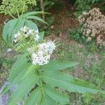 Sambucus ebulusKukka