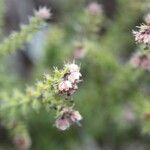 Erica galioides Flor