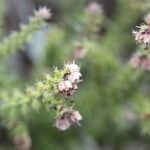 Erica galioides Blomma