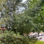 Pinus koraiensis 葉