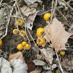 Solanum carolinense Fruit