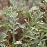 Artemisia caerulescens Hostoa