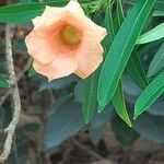 Thevetia neriifolia Flor