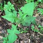 Lactuca floridana Blad