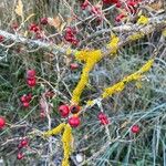 Crataegus laciniata Rhisgl