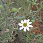 Melampodium leucanthum Květ