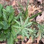 Geranium tuberosum Листок