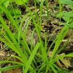 Carex intumescens Feuille