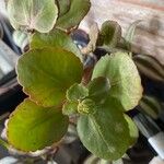 Kalanchoe longiflora Leaf