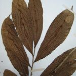 Neoptychocarpus apodanthus Máis