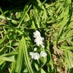 Allium massaessylum Цвят