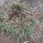 Carex conica Fulla