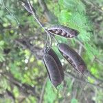 Caesalpinia decapetala Ffrwyth