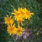 Arnica montanaЦвят